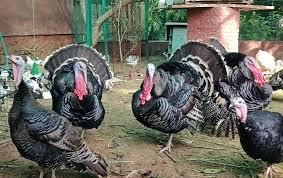 Turkey Meat